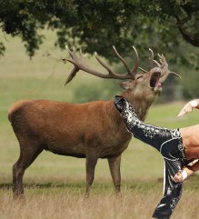 Shawn Michaels hunting