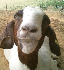 goatface bryan
