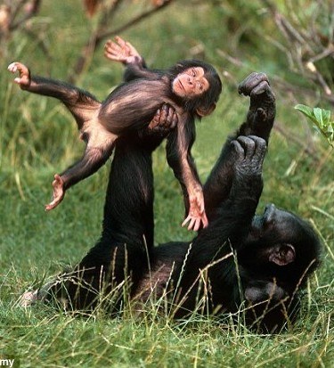 monkey flip wrestling