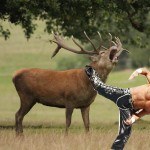 Shawn Michaels hunting