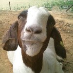 goatface bryan
