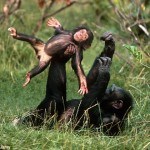 monkey flip wrestling