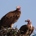 Buzzards wyatt