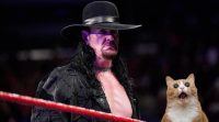 undertaker cat