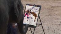 ELephant painting
